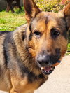 Brody - Photo 2