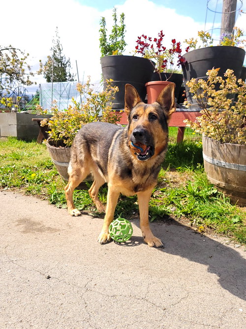 BRODY - German Shepherd Dog available for adoption