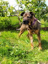 Max - Photo 4