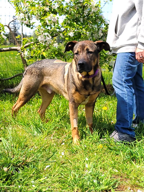 MAX - German Shepherd Dog / Pit Bull Terrier available for adoption