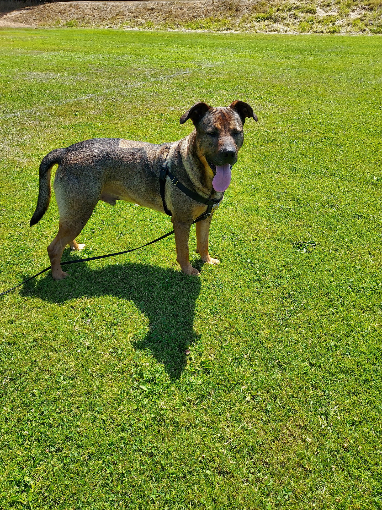 Max Image