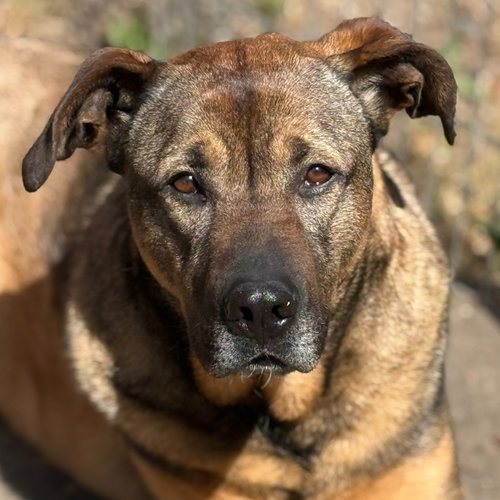 Max, a dog for adoption from Welfare for Animals Guild
