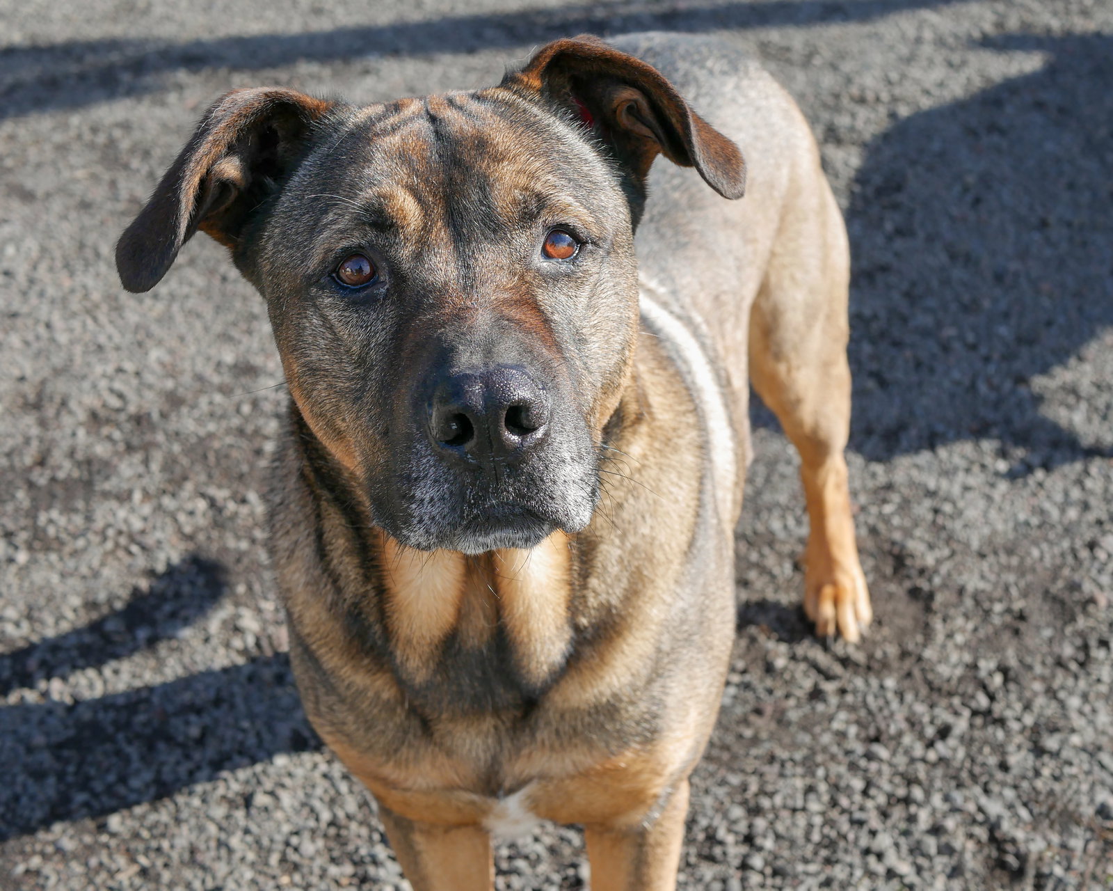 Max, photo 2