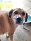 adoptable Dog in  named Ellie