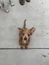 Latte - Photo 1