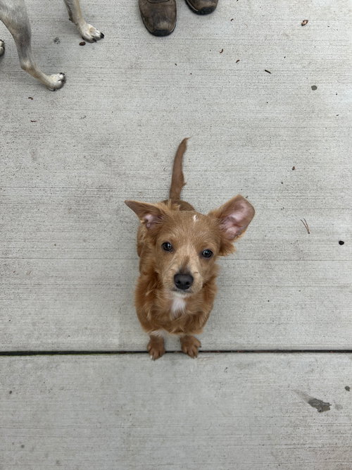 LATTE - Chihuahua available for adoption
