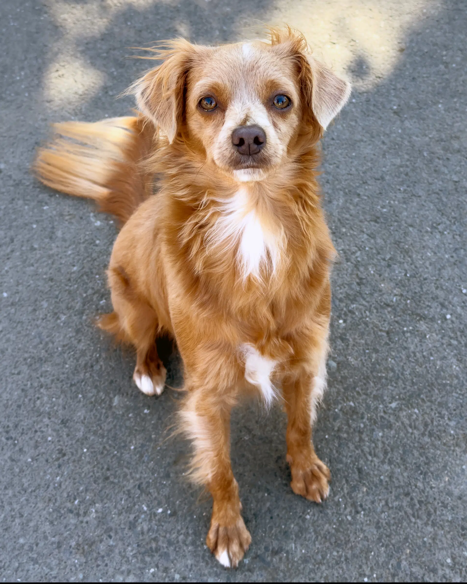 Latte - Chihuahua