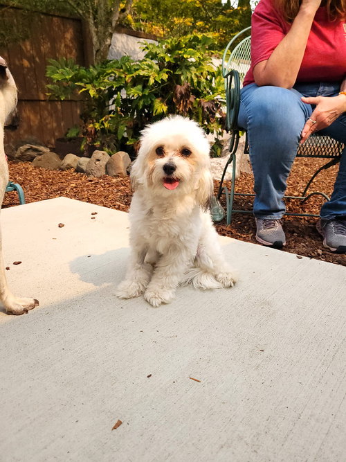 ZADIE - Maltese available for adoption