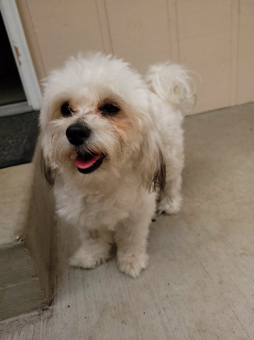 ZADIE - Maltese available for adoption