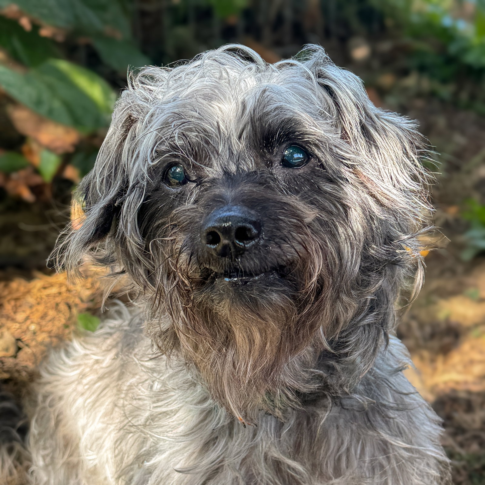 Ebby, Poodle (unknown type)