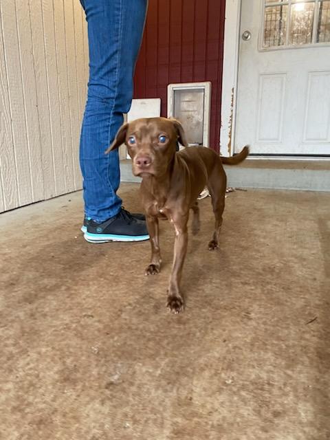 Remy Image