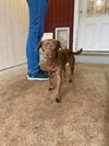 Remy - Photo 1
