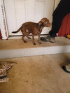 Remy - Photo 2
