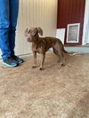 Remy - Photo 3