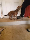 Remy - Photo 4