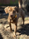 Remy - Photo 1