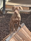 Remy - Photo 2