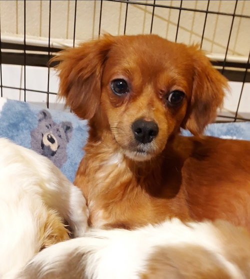 MYSTERY - Chihuahua / Cavalier King Charles Spaniel available for adoption