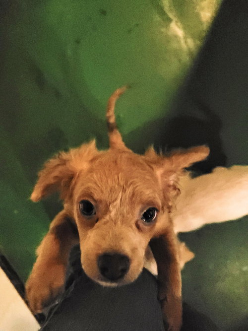 SHAGGY - Chihuahua / Cavalier King Charles Spaniel available for adoption