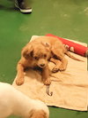 Shaggy - Photo 2