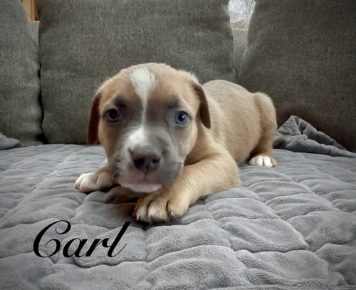 Carl photo 6