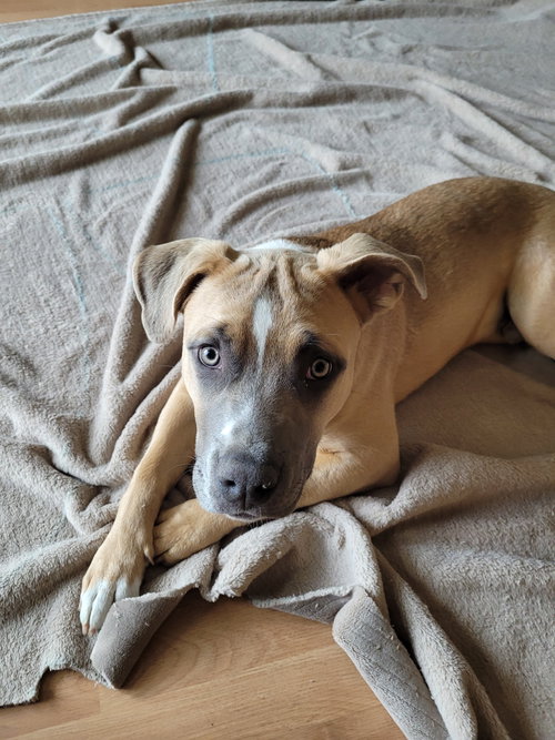 Carl, an adoptable Pit Bull Terrier in Sequim, WA