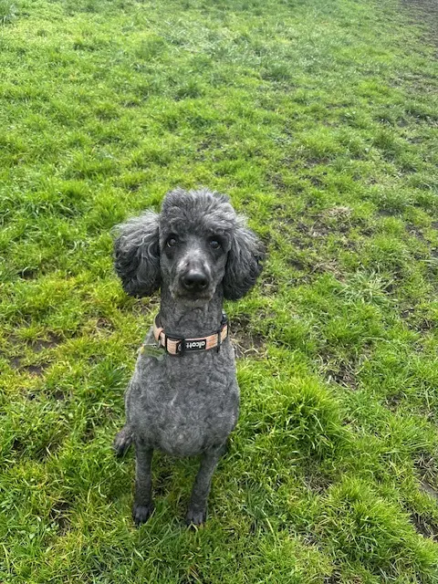 Neela - Poodle (Standard)