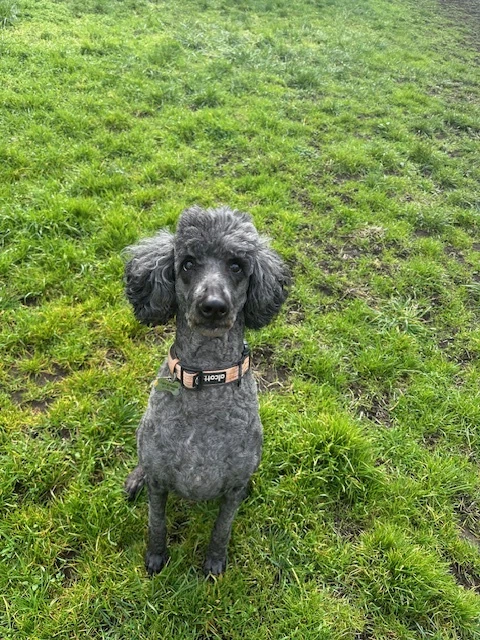Neela