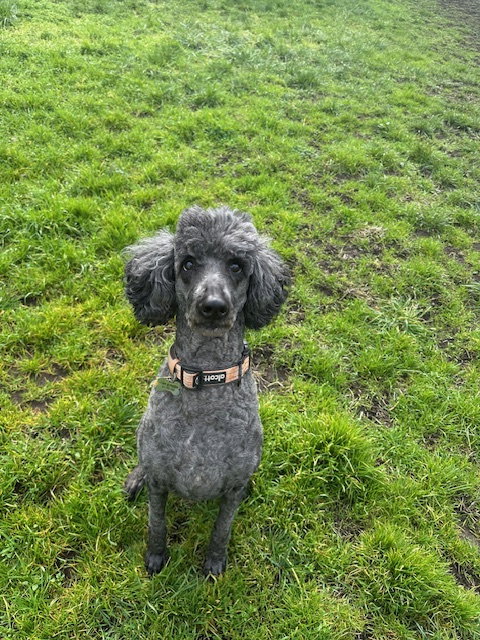 Neela, an adoptable Poodle in Sequim, WA