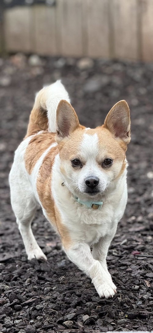 Bruce, an adoptable Chihuahua in Sequim, WA