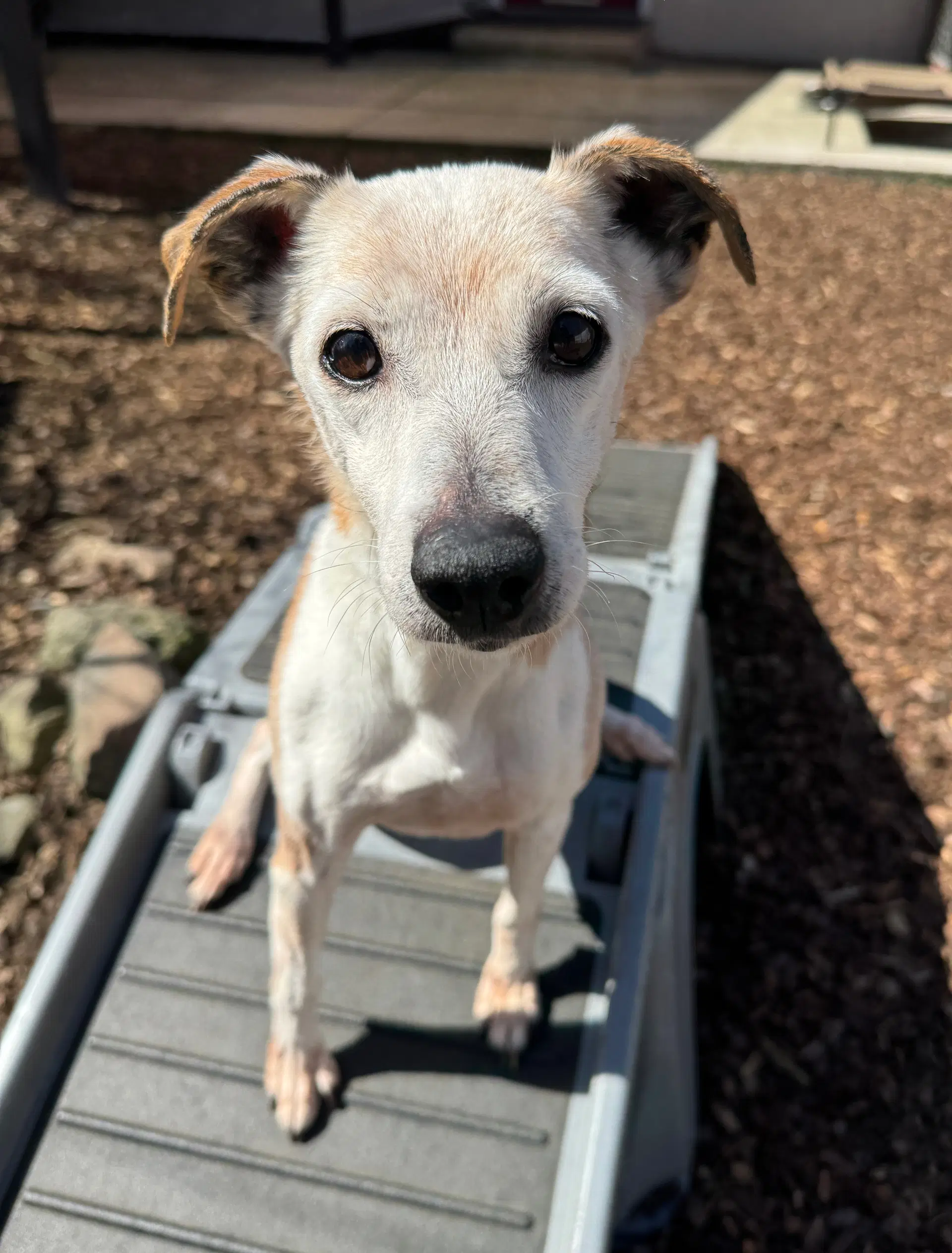Penny - Jack Russell Terrier