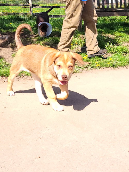 Red, an adoptable Mastiff in Sequim, WA