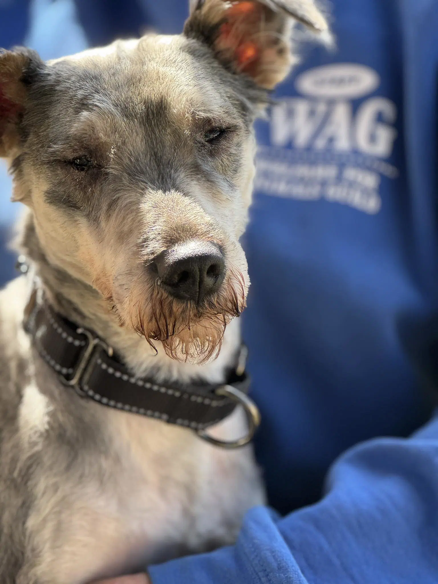 Rebel - Schnauzer