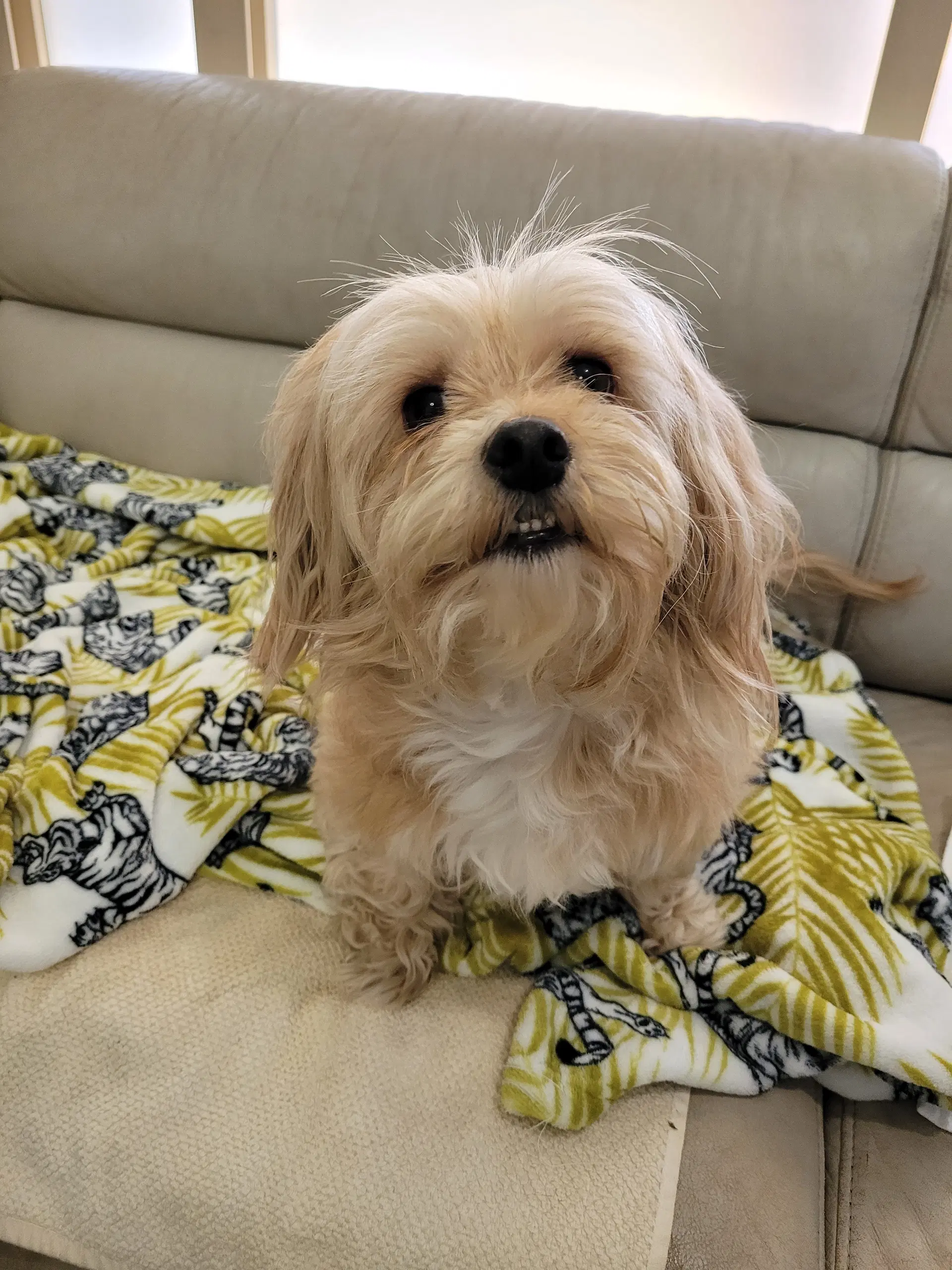Leia - Maltese