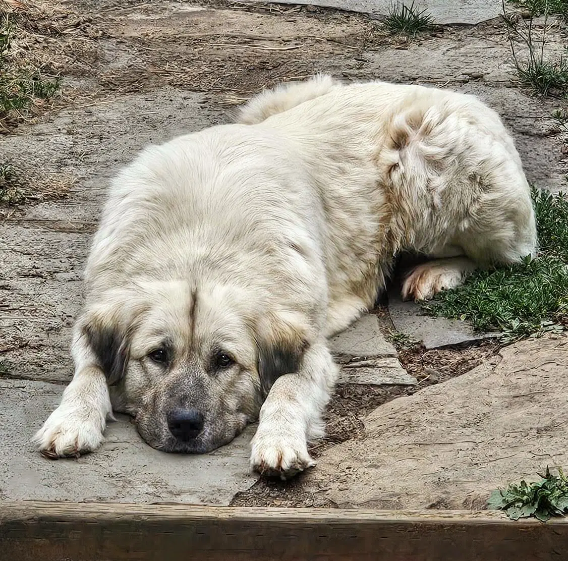 Trinity - Anatolian Shepherd