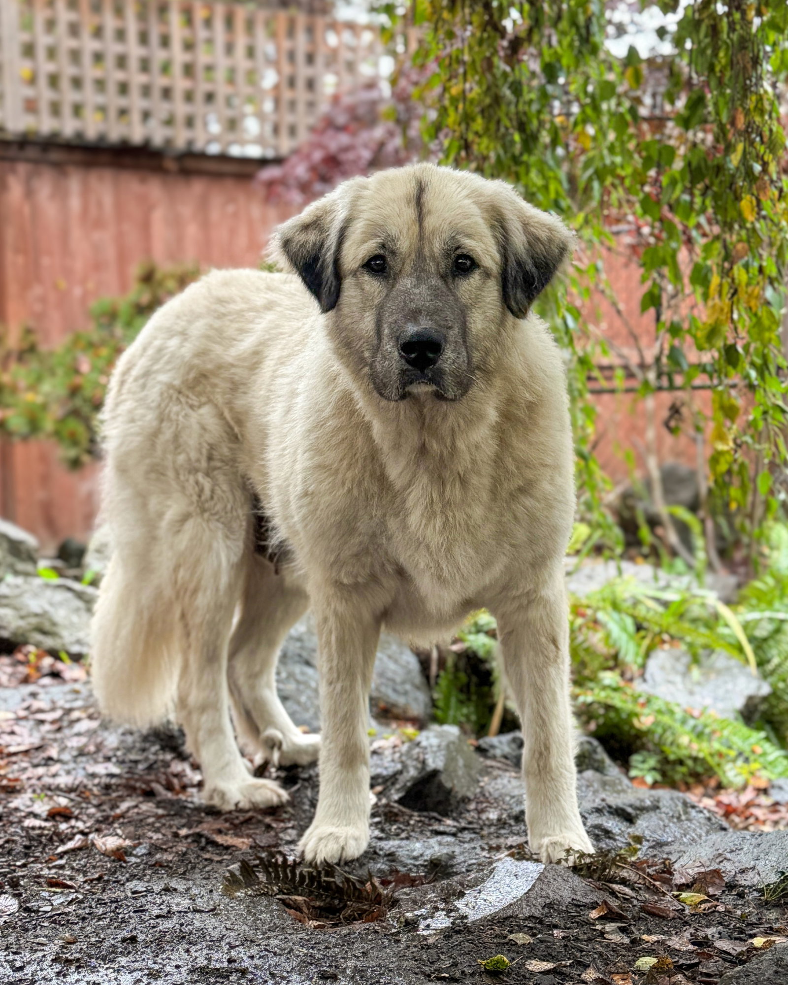 Trinity, Anatolian Shepherd