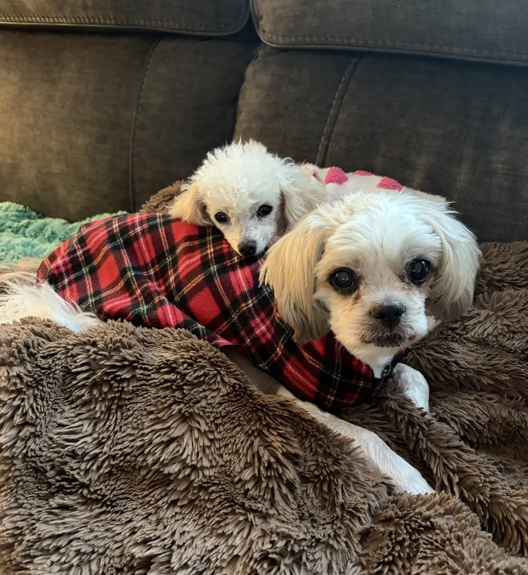 Bonded- Jasper And Chloe - Shih Tzu