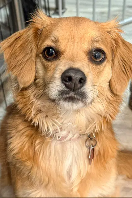 Bella image 1
