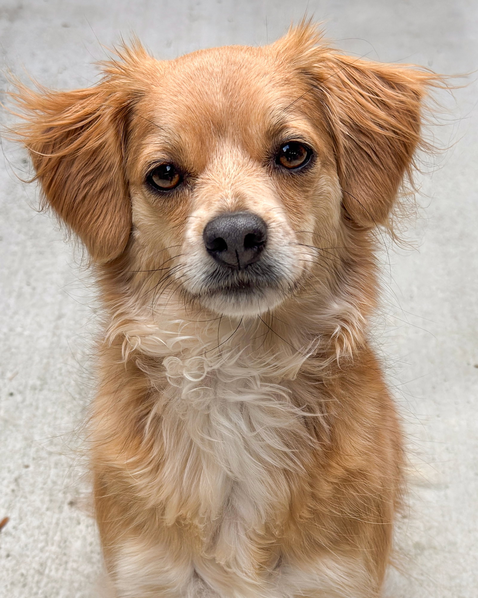 Bella, Chihuahua