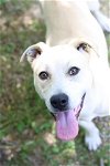 adoptable Dog in rossville, TN named Pipster