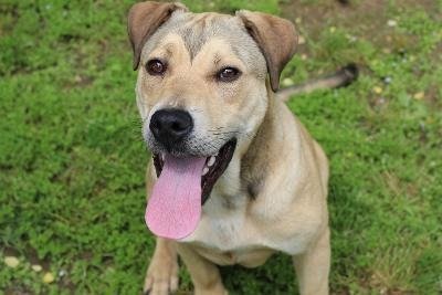 adoptable Dog in Rossville, TN named Kipster