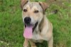 adoptable Dog in rossville, TN named Kipster