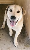 adoptable Dog in rossville, TN named Kyon