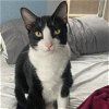 adoptable Cat in miami, FL named Qam