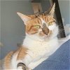 adoptable Cat in miami, FL named Ammie