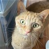 adoptable Cat in miami, FL named Rhoee