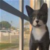 adoptable Cat in miami, FL named Oskito