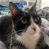 adoptable Cat in miami, FL named Aliciana