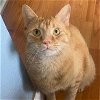 adoptable Cat in miami, FL named Robertico