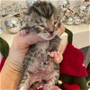 adoptable Cat in miami, FL named Bunnelbe